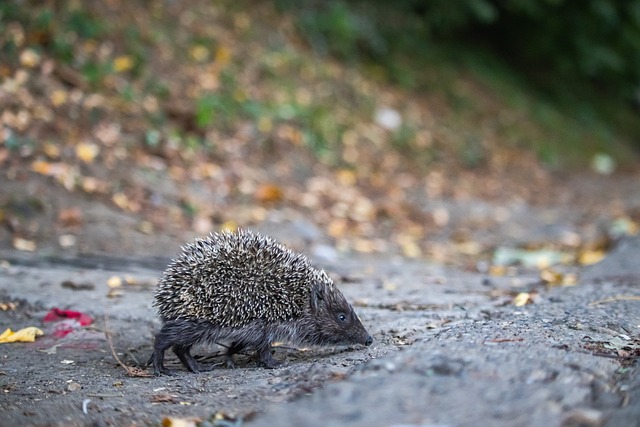 他从乌兹别 他从乌兹别